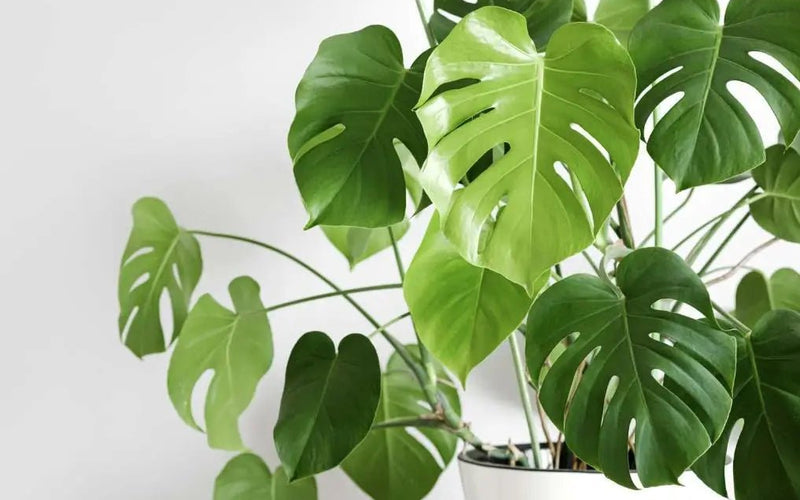 Indoor Monstera Deliciosa Care Guide for Beginners - INKBIRD