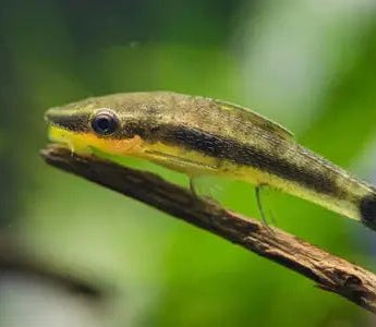 INTERVIEW: DOS AND DON’TS FOR AQUARIUM IN WINTER - INKBIRD