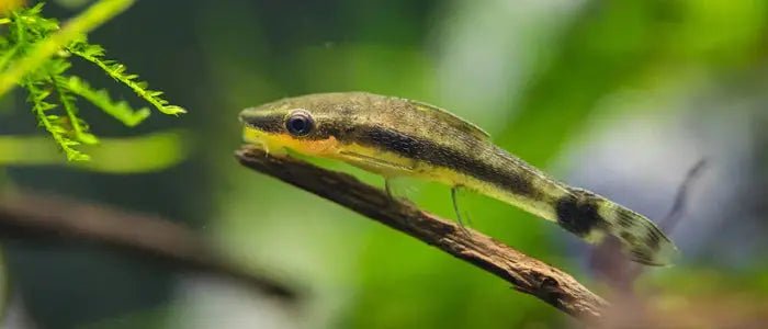 INTERVIEW: DOS AND DON’TS FOR AQUARIUM IN WINTER - INKBIRD