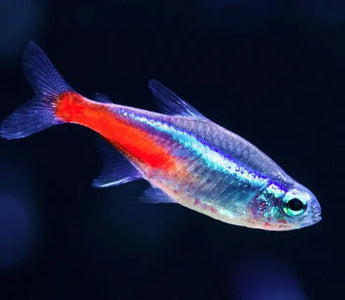 Neon Tetra Fish Care Guide: From Tank to Diet - INKBIRD