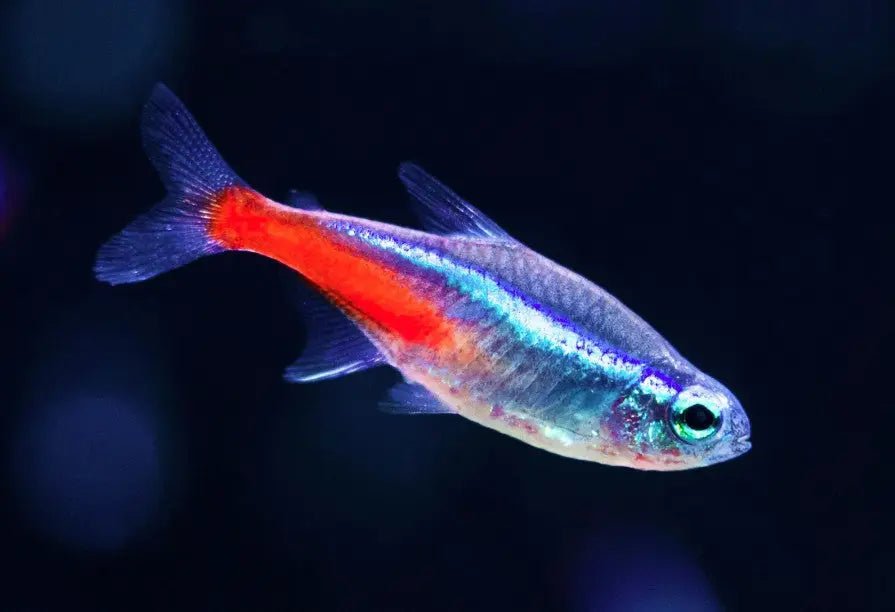 Neon Tetra Fish Care Guide: From Tank to Diet - INKBIRD