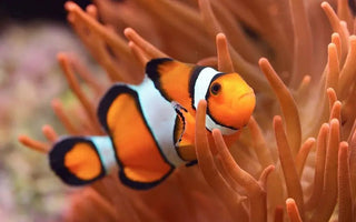 Ocellaris Clownfish Care Guide & Information - INKBIRD