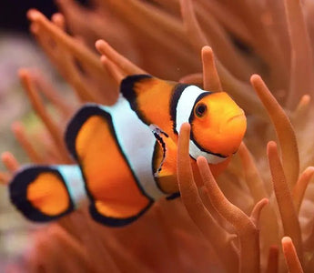 Ocellaris Clownfish Care Guide &amp; Information - INKBIRD
