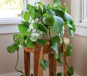 Pothos Plant Care