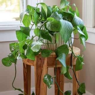 Pothos Plant Care