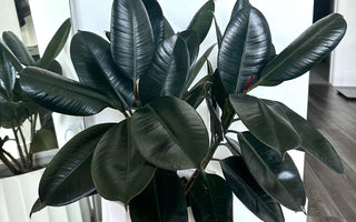 Rubber Plant Care Guide: How to Grow a Rubber Tree Indoors?