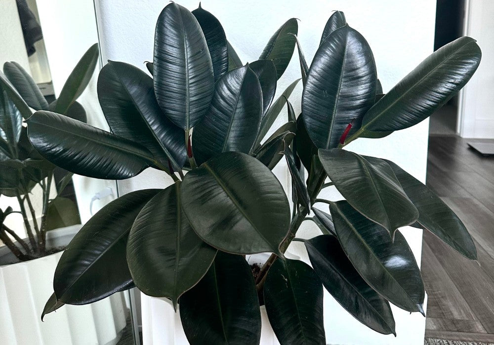 Rubber Plant Care Guide: How to Grow a Rubber Tree Indoors?