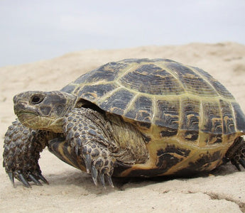 Russian Tortoise Care Sheet