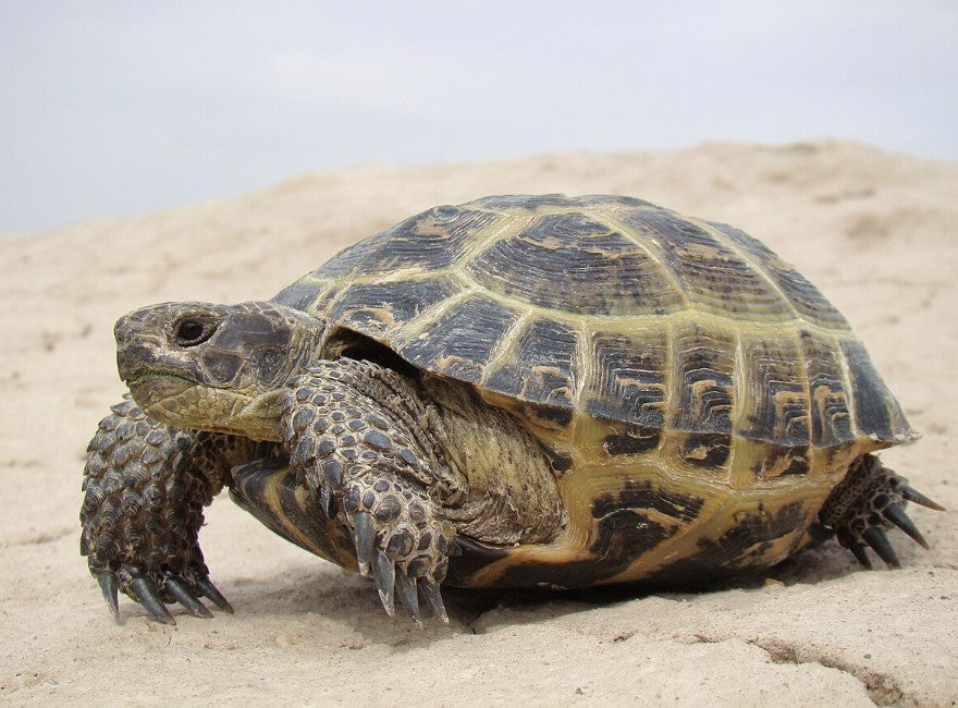 Russian Tortoise Care Sheet