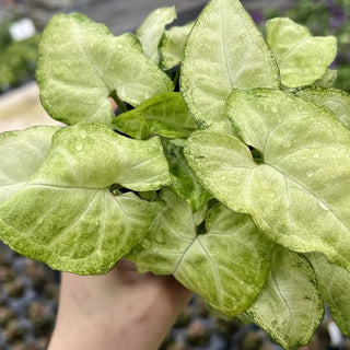 Syngonium Arrowhead Plant Care Guide
