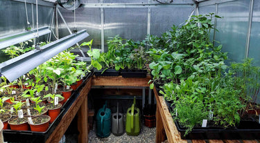 INKBIRD Humidity Controller in Greenhouse