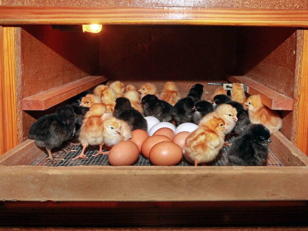 IHC-200 for Incubator