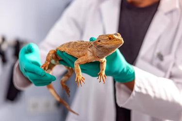 ECOTECHNICS - CONTROLLER Master Iso - Controller Umidità Temperatura 7 - Foto 2